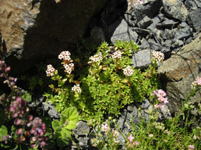 Crassula setulosa 'Milfordiae'